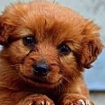 Protecting Your Business in the Pet Sector