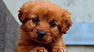Protecting Your Business in the Pet Sector