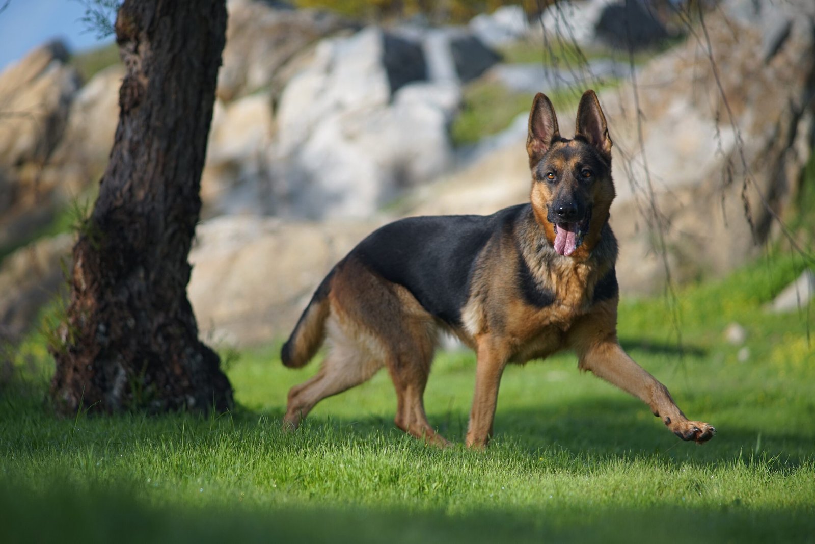 Why German Shepherds Make Great Family Dogs