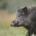 Hog