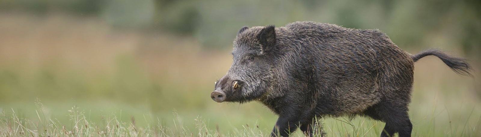 Hog